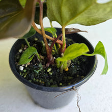 Load image into Gallery viewer, #R400 Two x Anthurium (Magnificum x Papillilaminum) x