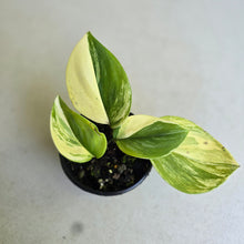 Load image into Gallery viewer, #R224 Scindapsus Treubii Aurea / Rubicon
