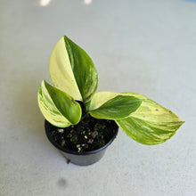 Load image into Gallery viewer, #R224 Scindapsus Treubii Aurea / Rubicon