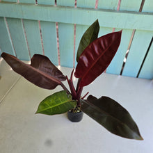 Load image into Gallery viewer, #D888 Philodendron Sun Red