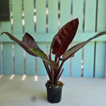 Load image into Gallery viewer, #D888 Philodendron Sun Red