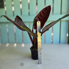 Load image into Gallery viewer, #D888 Philodendron Sun Red