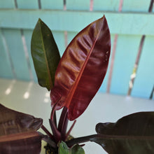 Load image into Gallery viewer, #D888 Philodendron Sun Red