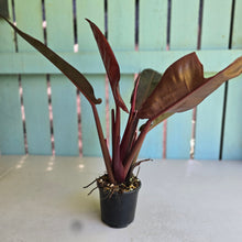 Load image into Gallery viewer, #D888 Philodendron Sun Red