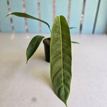 Load image into Gallery viewer, #D458 Philodendron Patriciae