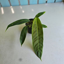 Load image into Gallery viewer, #D458 Philodendron Patriciae