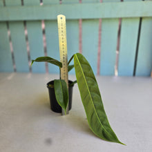 Load image into Gallery viewer, #D458 Philodendron Patriciae