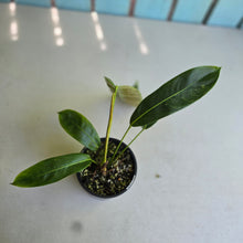 Load image into Gallery viewer, #D458 Philodendron Patriciae