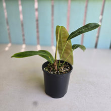 Load image into Gallery viewer, #D458 Philodendron Patriciae