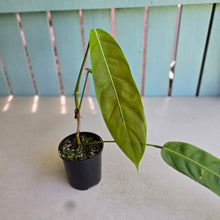 Load image into Gallery viewer, #D998 Philodendron Patriciae