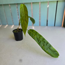 Load image into Gallery viewer, #D998 Philodendron Patriciae