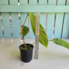 Load image into Gallery viewer, #D998 Philodendron Patriciae