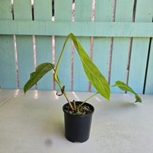 Load image into Gallery viewer, #D998 Philodendron Patriciae