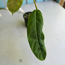 Load image into Gallery viewer, #D998 Philodendron Patriciae