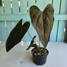Load image into Gallery viewer, #RB10 Large Anthurium Queen of Hearts