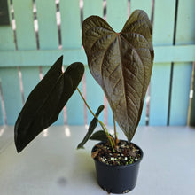 Load image into Gallery viewer, #RB10 Large Anthurium Queen of Hearts