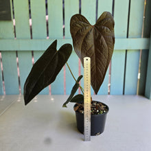 Load image into Gallery viewer, #RB10 Large Anthurium Queen of Hearts