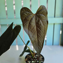 Load image into Gallery viewer, #RB10 Large Anthurium Queen of Hearts