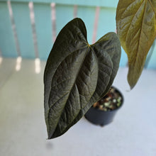 Load image into Gallery viewer, #RB10 Large Anthurium Queen of Hearts