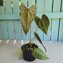 Load image into Gallery viewer, #RB10 Large Anthurium Queen of Hearts