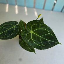 Load image into Gallery viewer, #R31 Anthurium Forgetii x Crystallinum Silver Blush