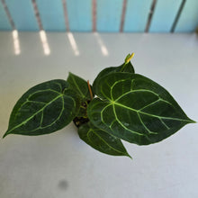 Load image into Gallery viewer, #R31 Anthurium Forgetii x Crystallinum Silver Blush