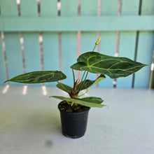 Load image into Gallery viewer, #R31 Anthurium Forgetii x Crystallinum Silver Blush