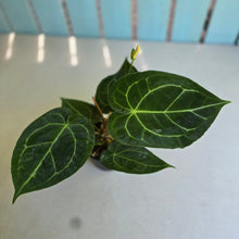 Load image into Gallery viewer, #R31 Anthurium Forgetii x Crystallinum Silver Blush