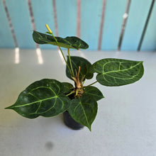 Load image into Gallery viewer, #R31 Anthurium Forgetii x Crystallinum Silver Blush