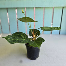Load image into Gallery viewer, #R31 Anthurium Forgetii x Crystallinum Silver Blush