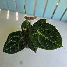 Load image into Gallery viewer, #R27 Anthurium Forgetii x Crystallinum Silver Blush