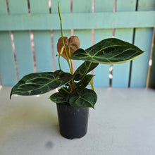 Load image into Gallery viewer, #R27 Anthurium Forgetii x Crystallinum Silver Blush