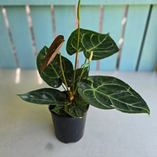 Load image into Gallery viewer, #R27 Anthurium Forgetii x Crystallinum Silver Blush