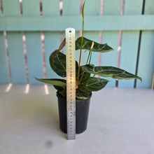 Load image into Gallery viewer, #R27 Anthurium Forgetii x Crystallinum Silver Blush