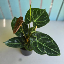 Load image into Gallery viewer, #R27 Anthurium Forgetii x Crystallinum Silver Blush