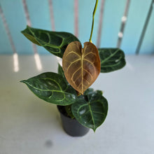 Load image into Gallery viewer, #R27 Anthurium Forgetii x Crystallinum Silver Blush