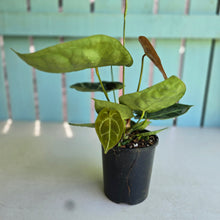 Load image into Gallery viewer, #R27 Anthurium Forgetii x Crystallinum Silver Blush