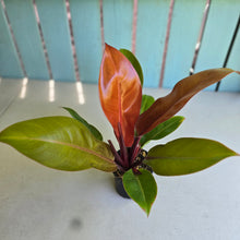 Load image into Gallery viewer, #R323 Philodendron Prince of Orange