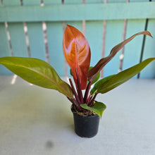 Load image into Gallery viewer, #R323 Philodendron Prince of Orange