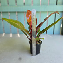 Load image into Gallery viewer, #R323 Philodendron Prince of Orange
