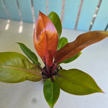 Load image into Gallery viewer, #R323 Philodendron Prince of Orange
