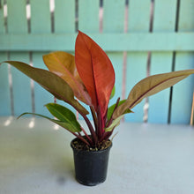 Load image into Gallery viewer, #R323 Philodendron Prince of Orange