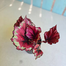 Load image into Gallery viewer, #R7 Begonia Kotobuki