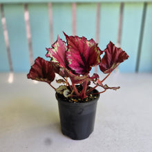 Load image into Gallery viewer, #R7 Begonia Kotobuki