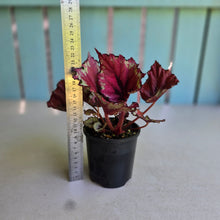 Load image into Gallery viewer, #R7 Begonia Kotobuki
