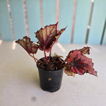 Load image into Gallery viewer, #R7 Begonia Kotobuki