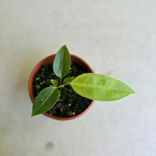 Load image into Gallery viewer, #R48 Anthurium Punctatum Seedling