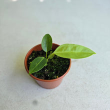 Load image into Gallery viewer, #R48 Anthurium Punctatum Seedling