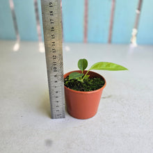 Load image into Gallery viewer, #R48 Anthurium Punctatum Seedling
