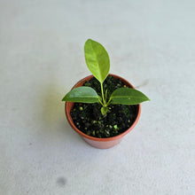 Load image into Gallery viewer, #R48 Anthurium Punctatum Seedling